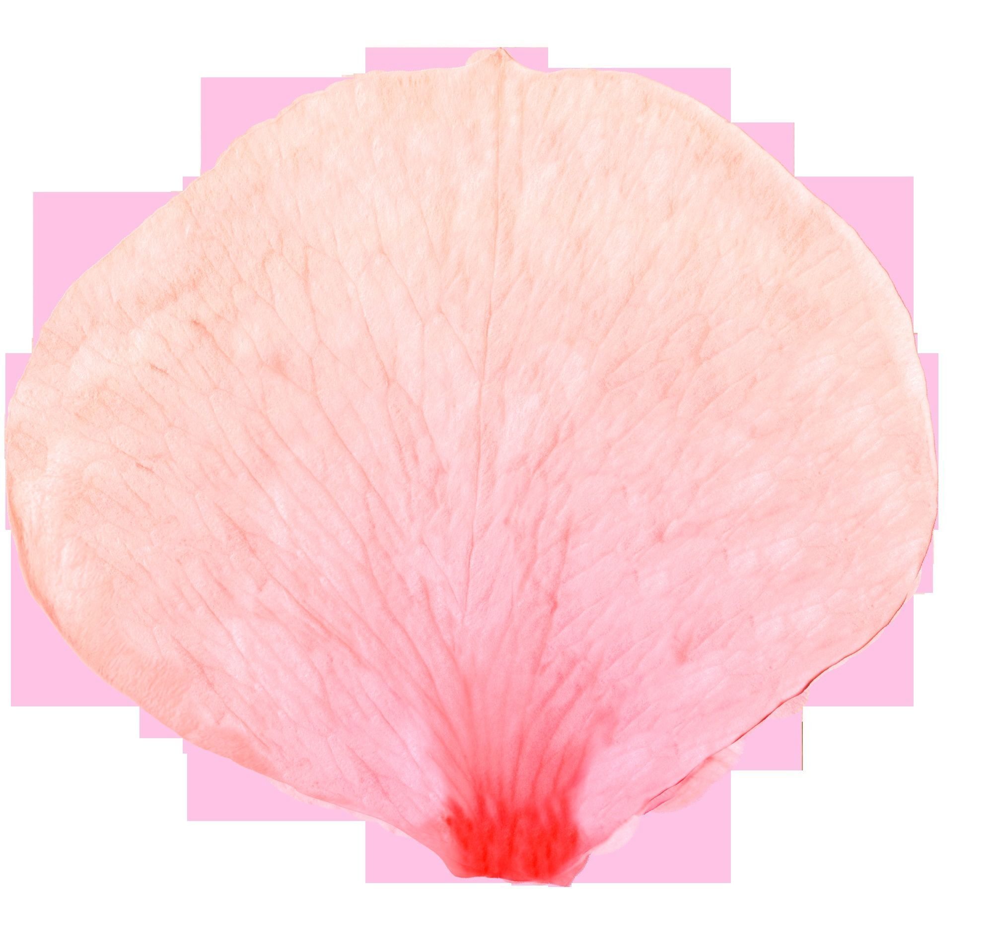 cherry blossom branch animation 3D model animated rigged | CGTrader