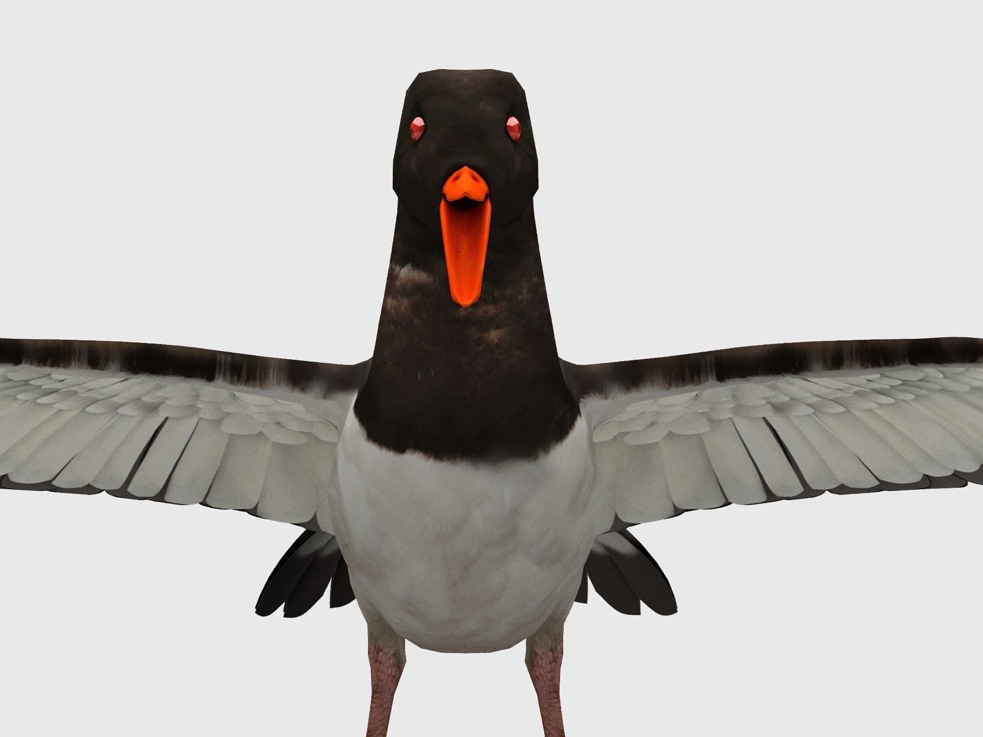 3D model Oyster Catcher Oystercatcher VR / AR / lowpoly CGTrader