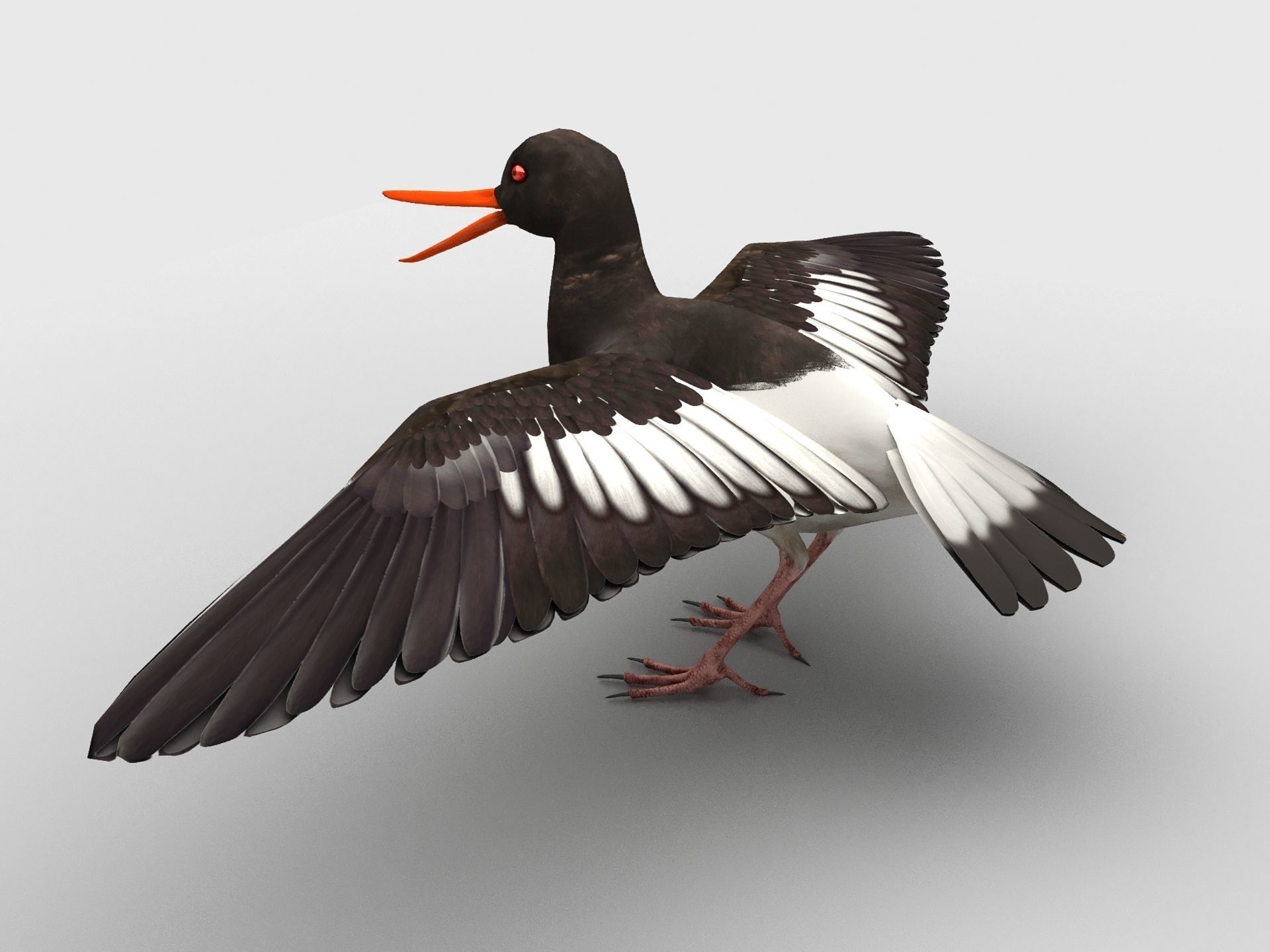 3D model Oyster Catcher Oystercatcher VR / AR / lowpoly CGTrader