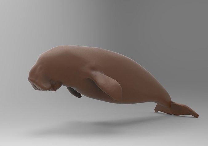 Fur seal 3D model 3D printable | CGTrader