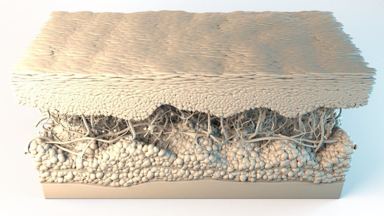 Skin Cross Section 3D model | CGTrader