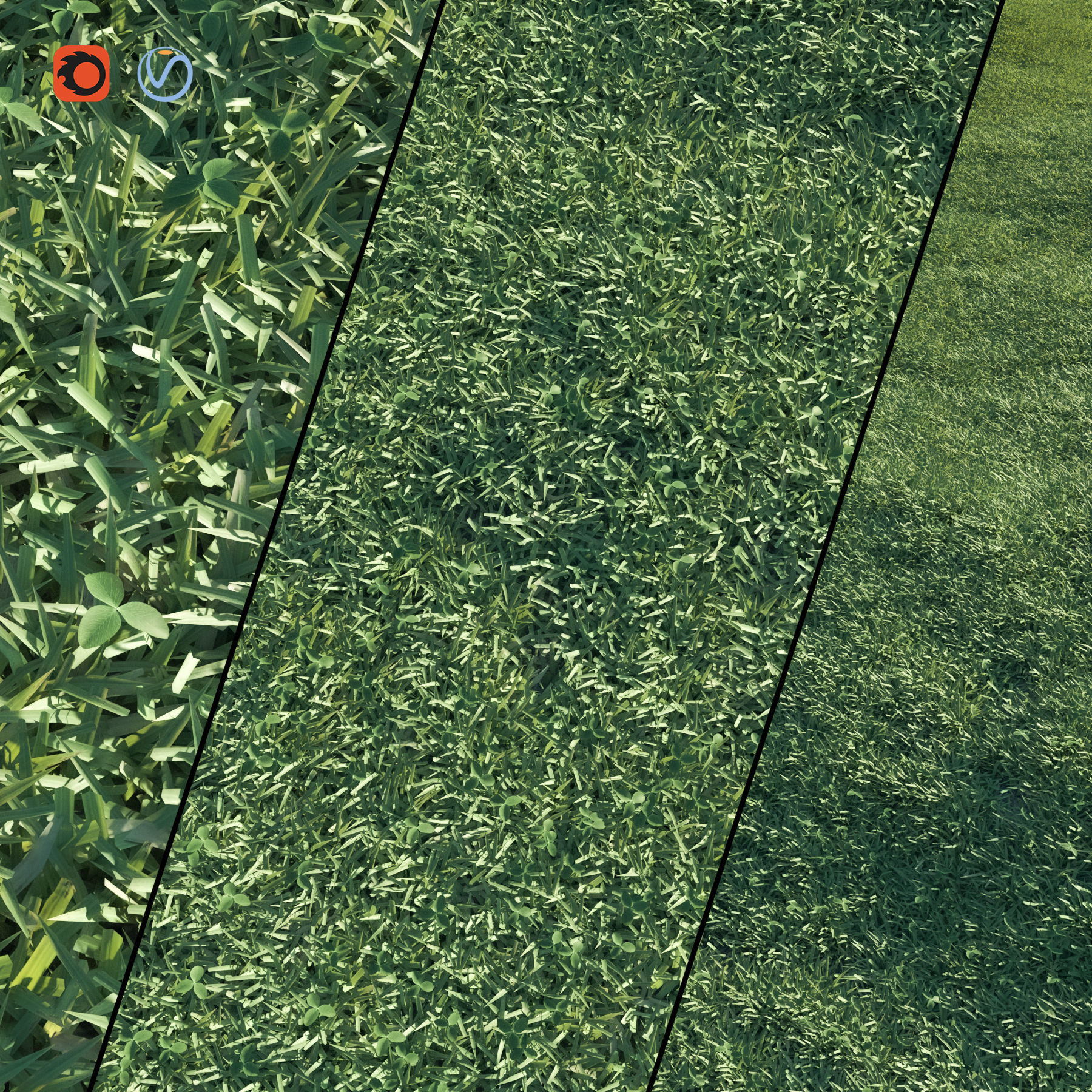 Grass