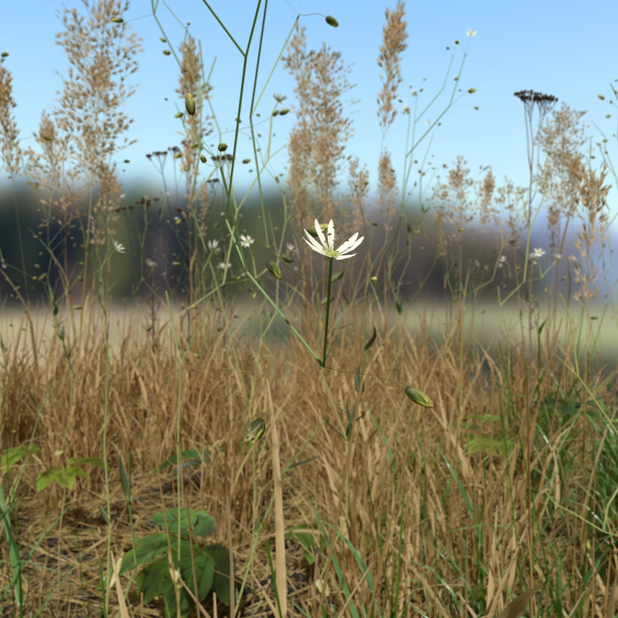 Grass Leaf Starwort Meadow Patch