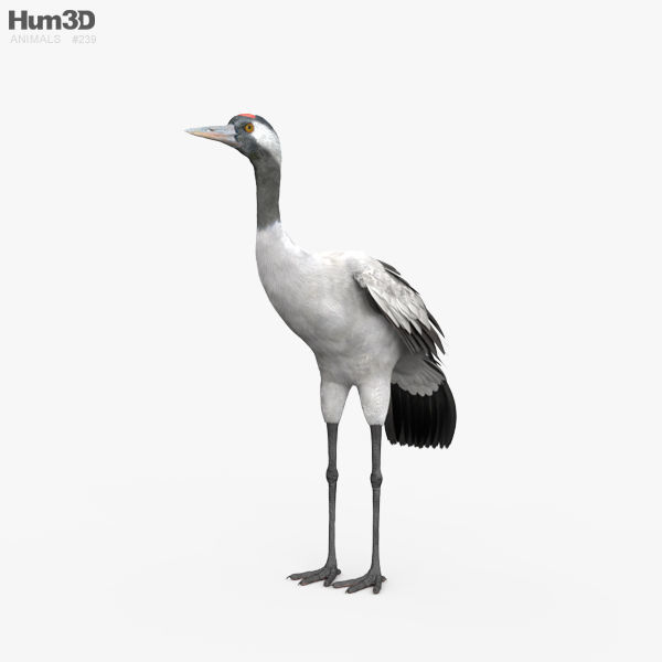 Common Crane HD