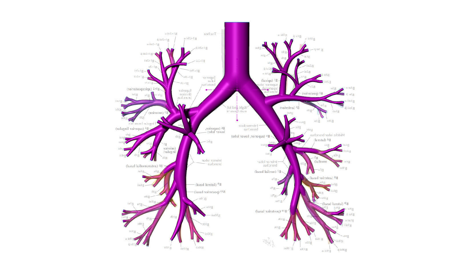 Bronchial tree 3d model for 3d printing CFD and FEA 3D model 3D ...