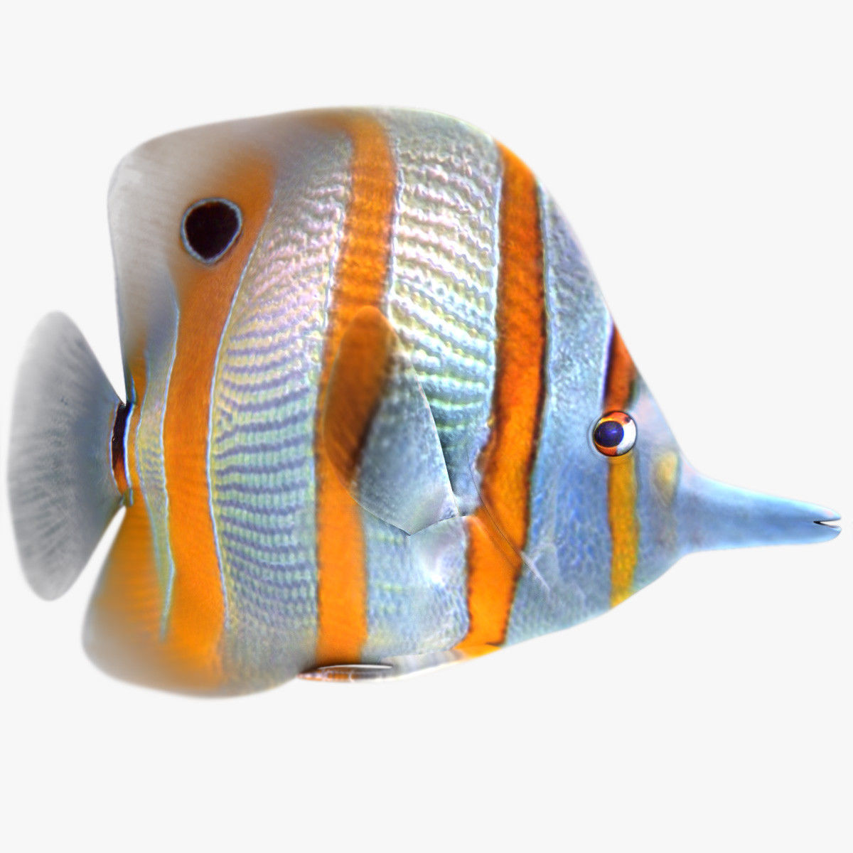 Buterfly Tropical Fish