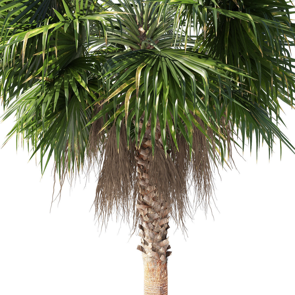 Washingtonia robusta mexican fan palm 2 3D model CGTrader