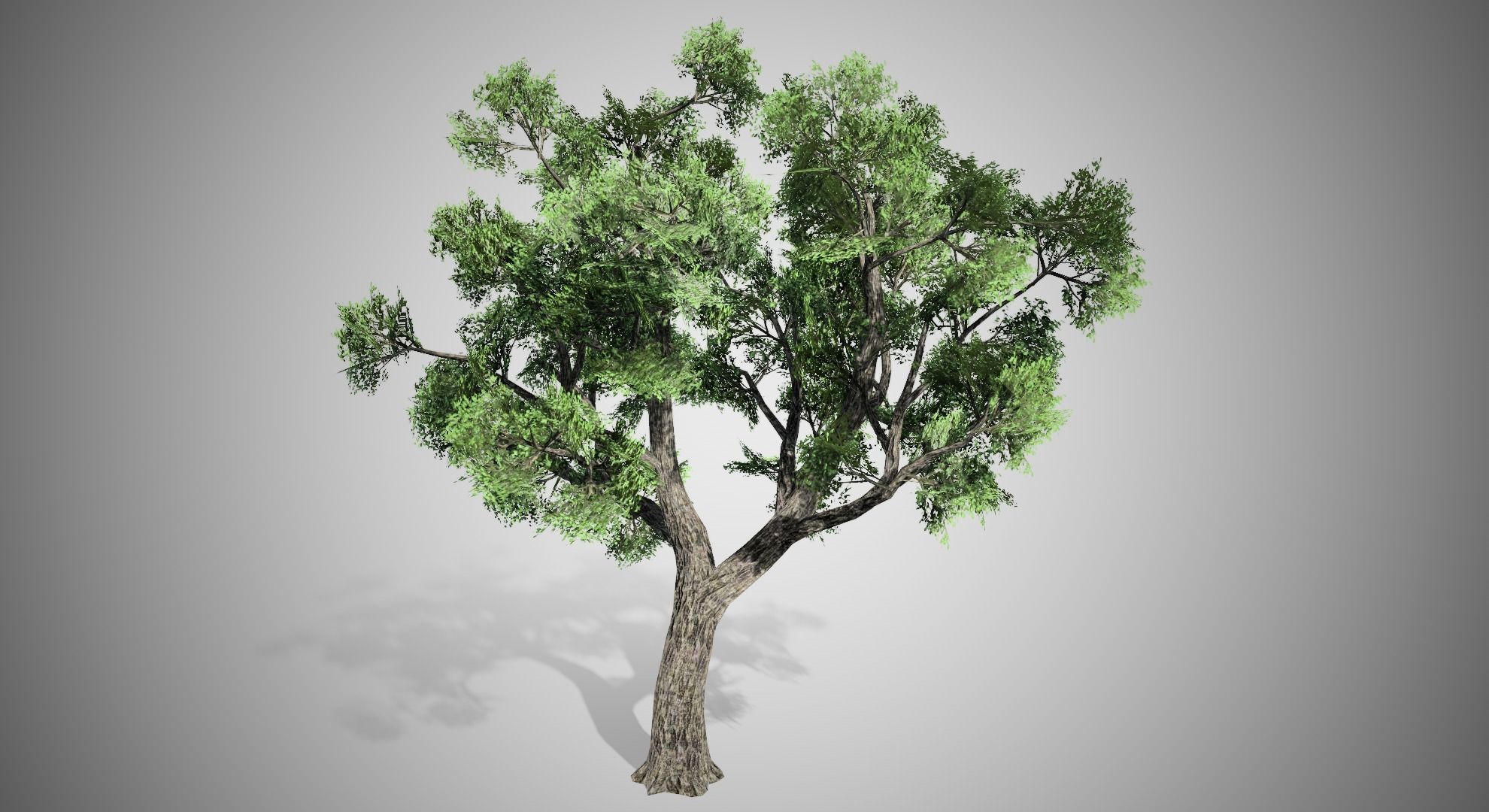Amur Cork Tree