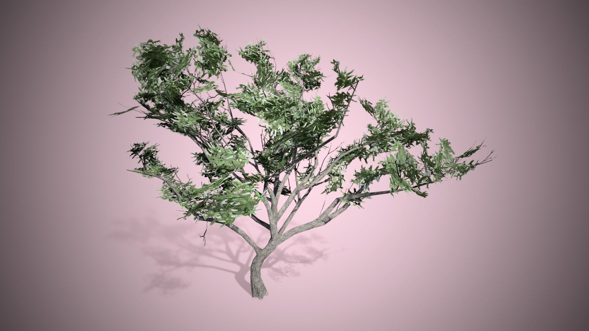HookThorn Blossoms Flowers Tree