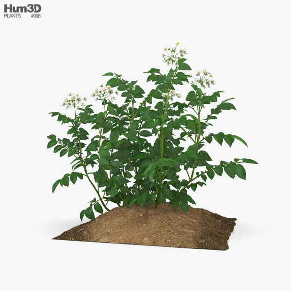 Potato Plant