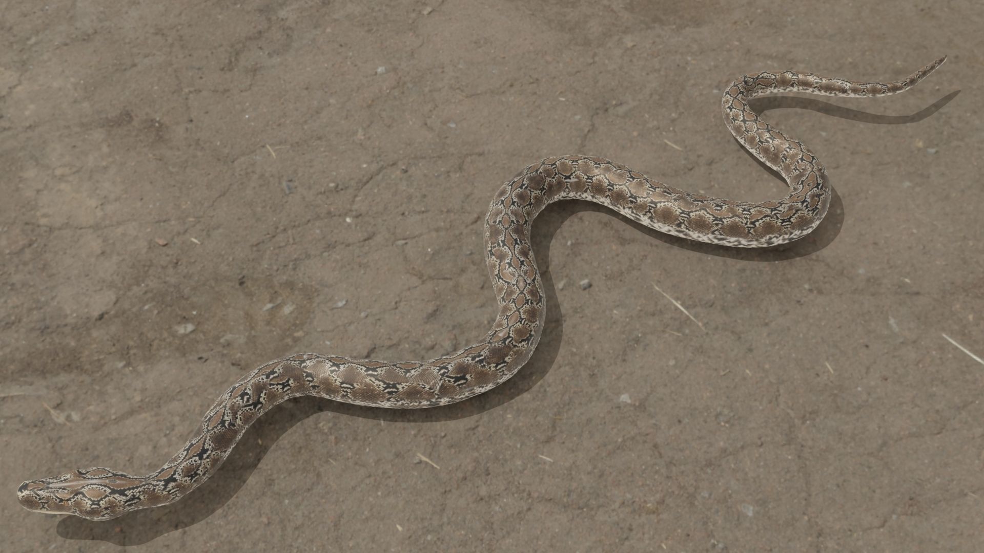 3D model Python snake VR / AR / low-poly rigged | CGTrader