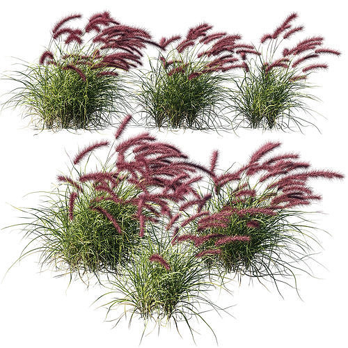 Purple fountain grass wind 03 3D model CGTrader