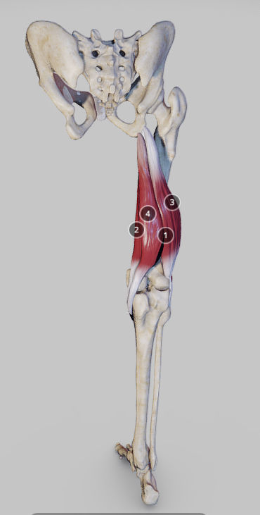 Knee Flexors