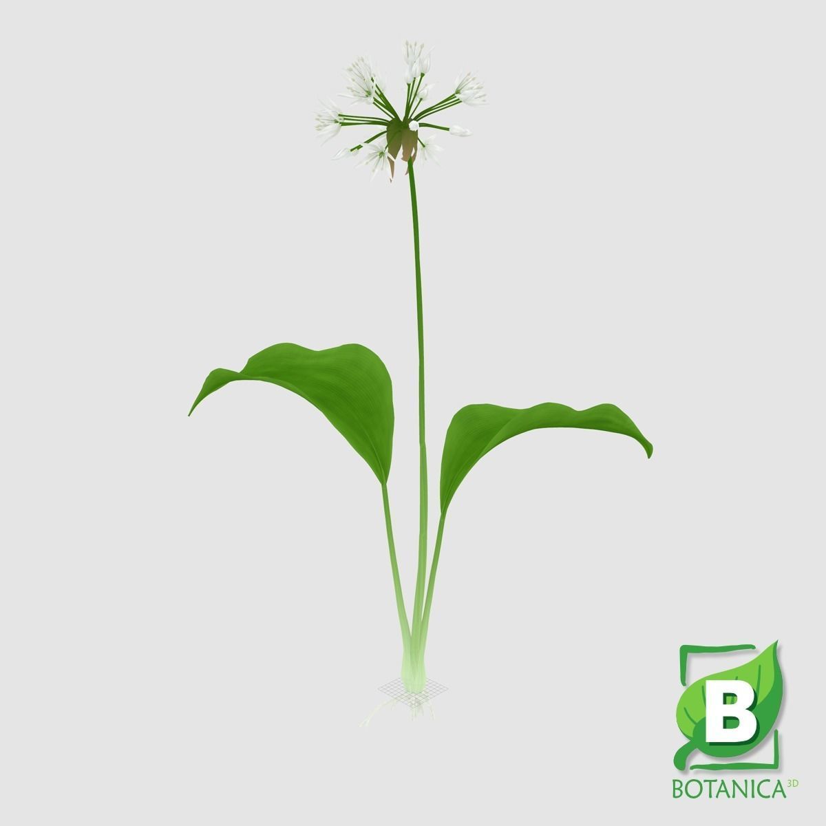 3d Model Ramsons Wild Garlic Allium Ursinum Cgtrader