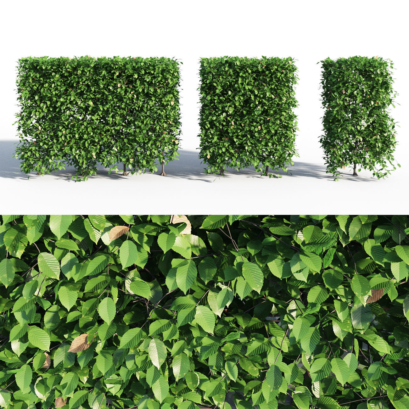 HORNBEAM hedge