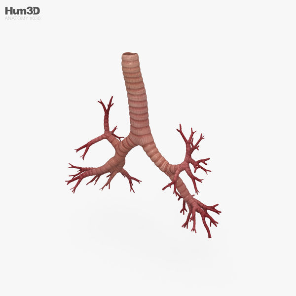Bronchial Tree