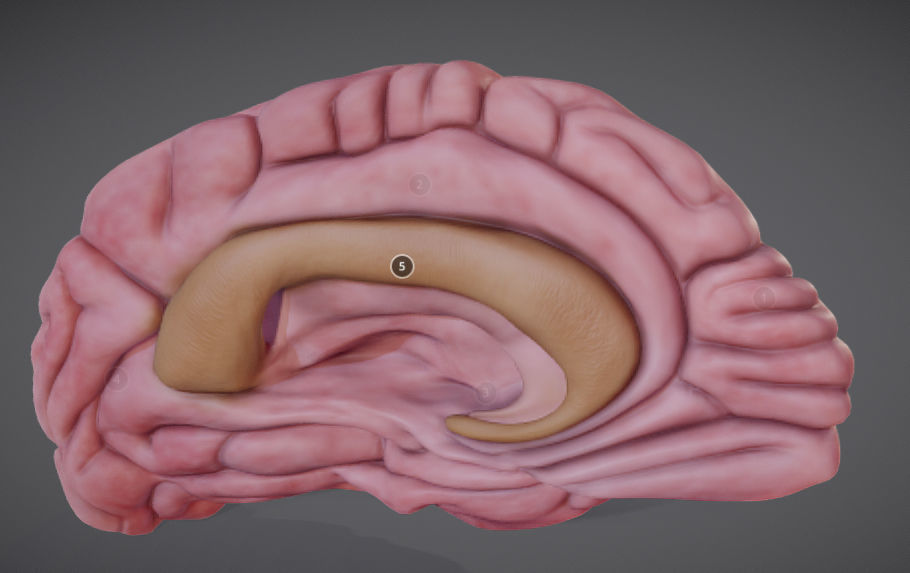 3D model Brain Left Hemisphere VR / AR / low-poly | CGTrader