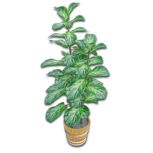3D Model Plants Big Leafs N001 VR AR Low poly CGTrader 3d-model-plants-big-leafs-n001-vr-ar-low-poly-cgtrader