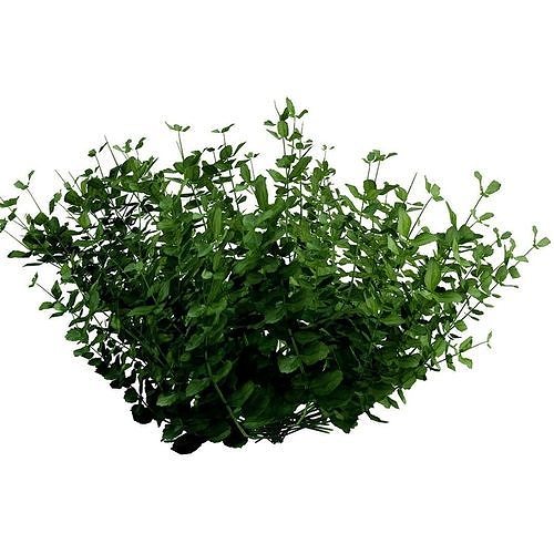 Bush Realistic | 3D model