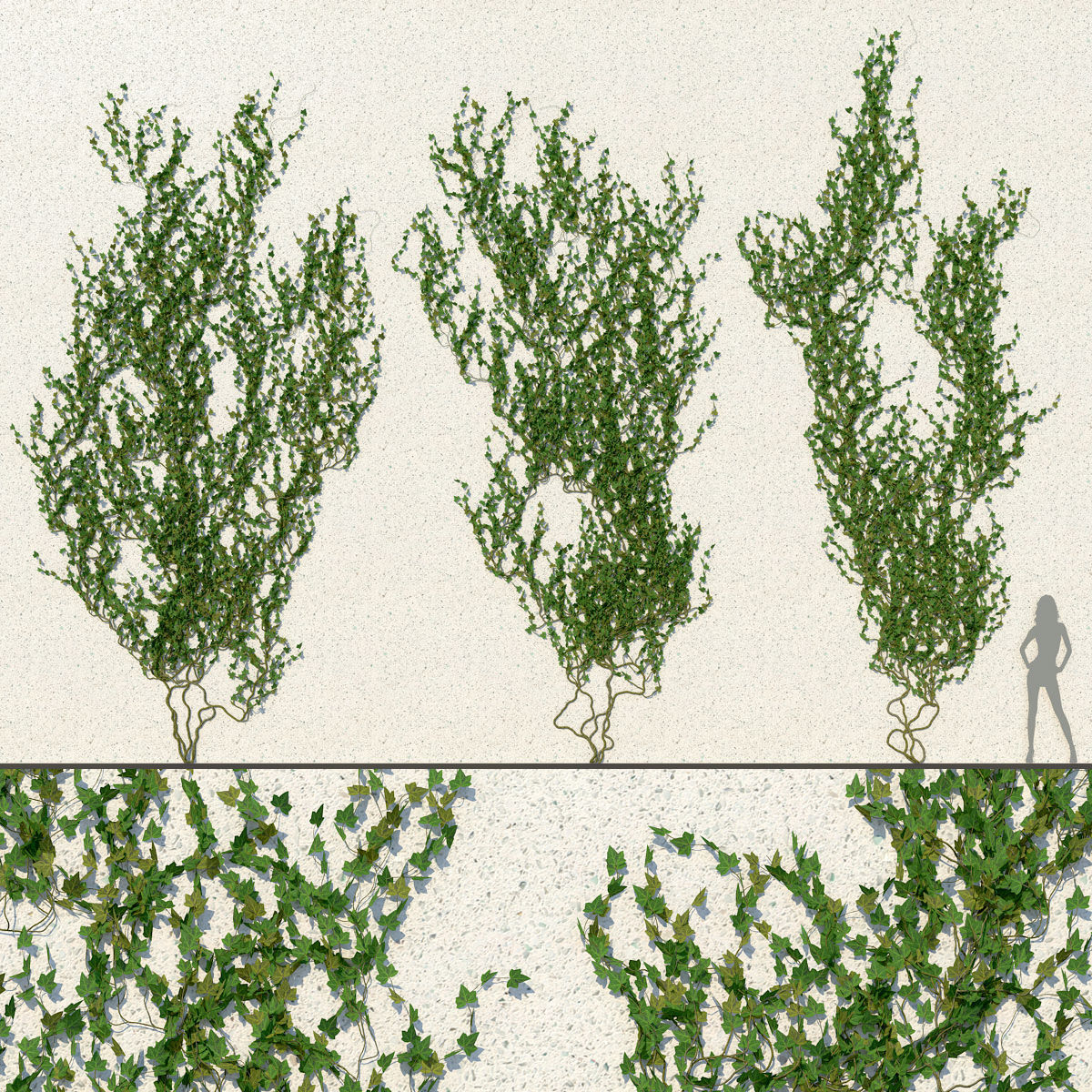 Ivy Wall 01