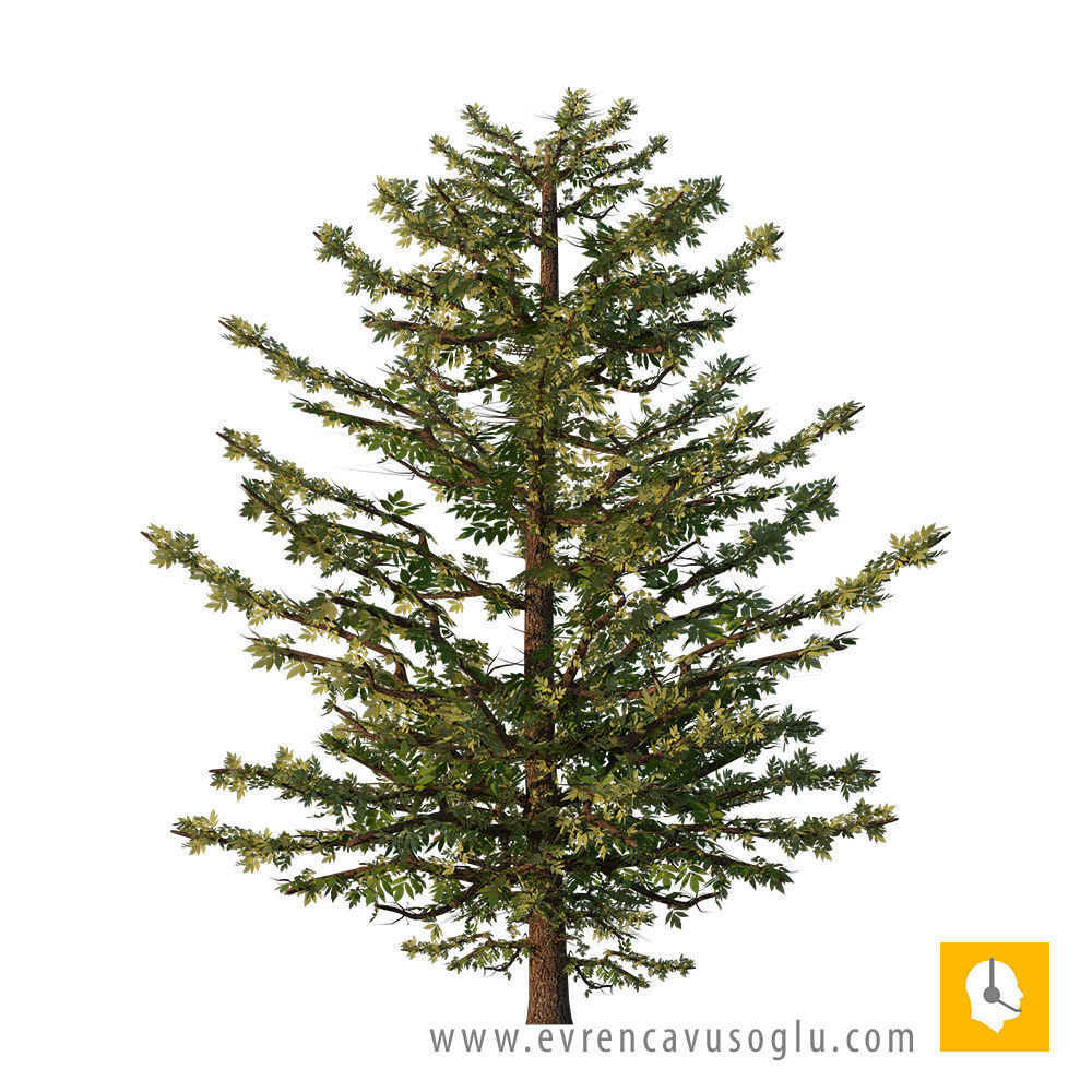 Sketchup Tree 03 free 3D model CGTrader