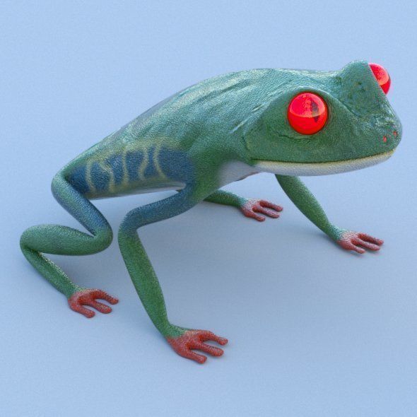 Red Eyed Tree Frog