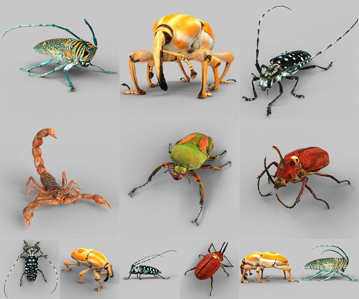 3D model Insect Collection Vol 2 VR / AR / low-poly | CGTrader