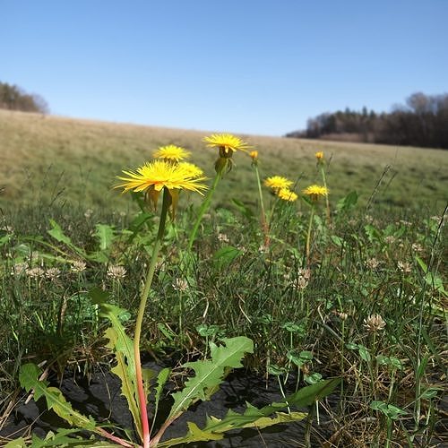Dandelion Meadow Patch 3D model | CGTrader