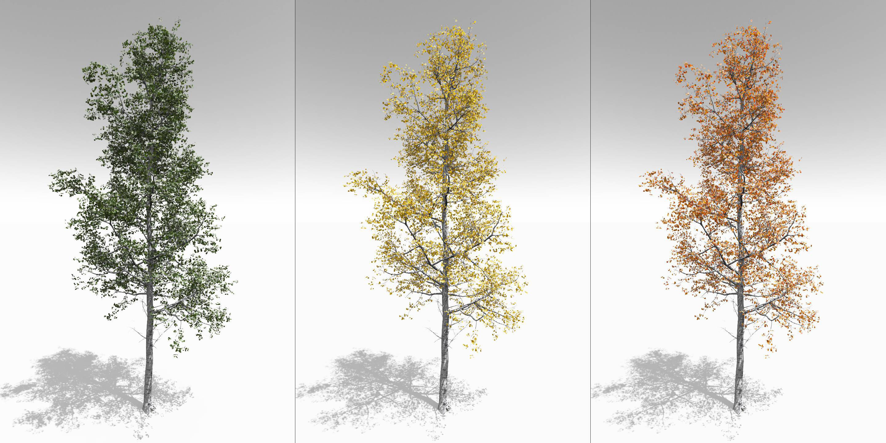 Seasonal Adult Quaking Aspen - Variation 1
