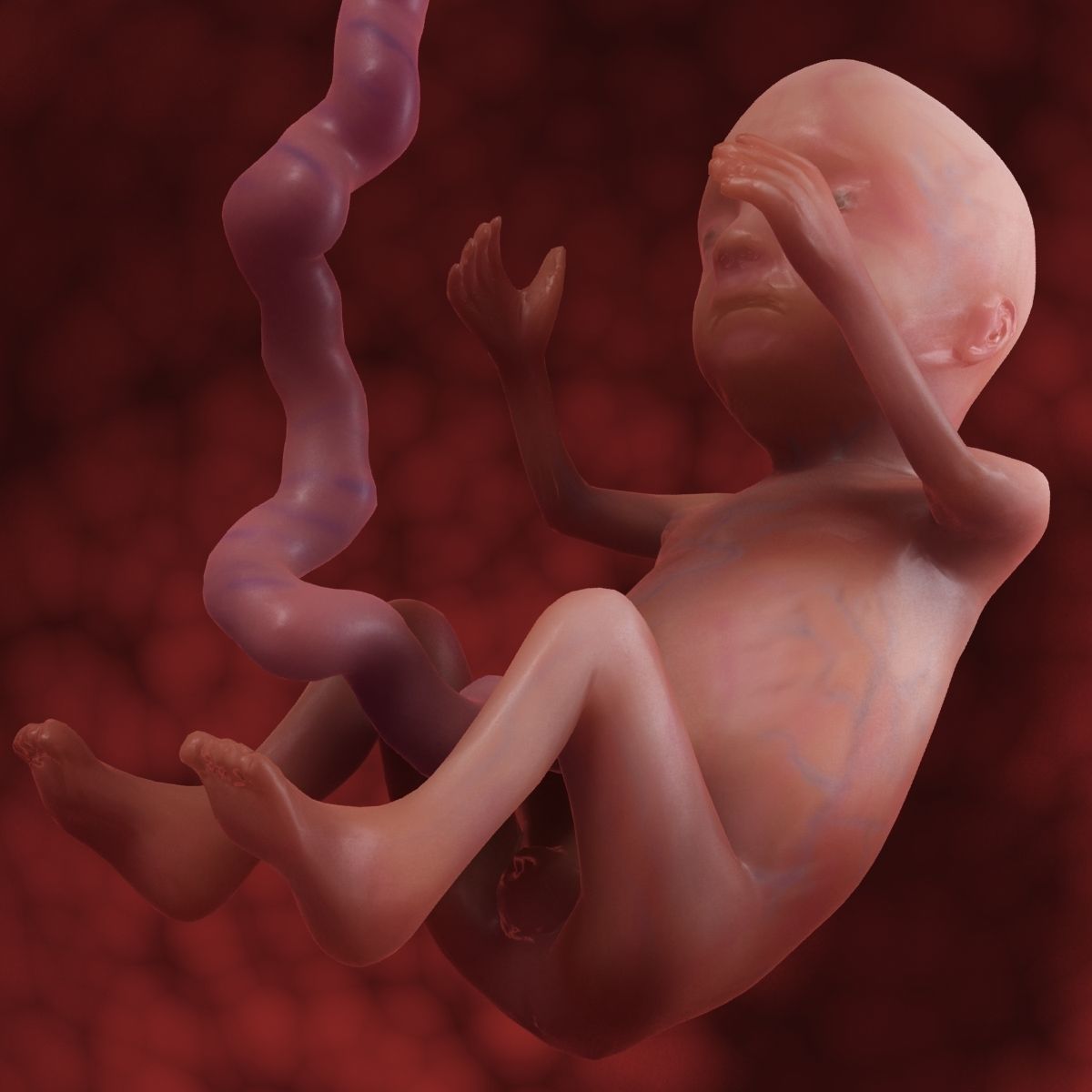 Human Fetus