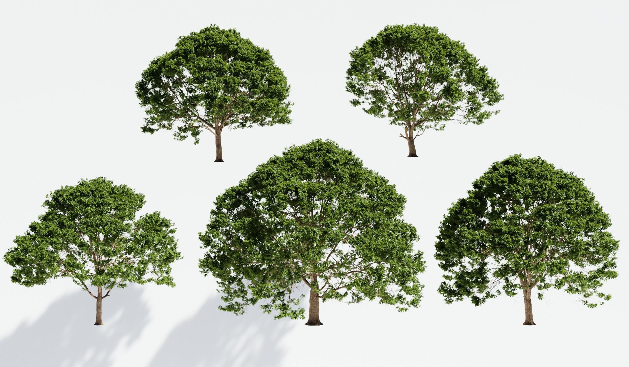 Ash trees