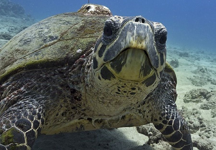 TURTLE