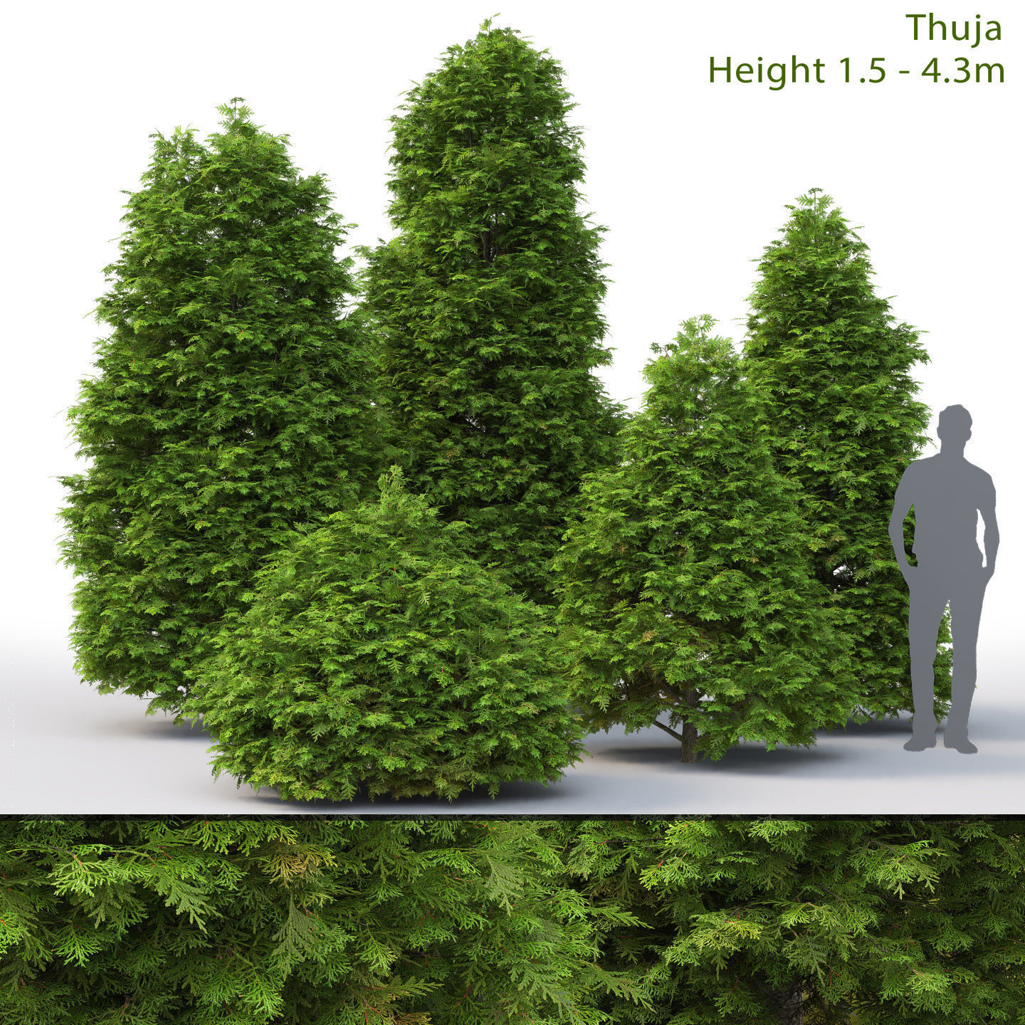 Thuja 03