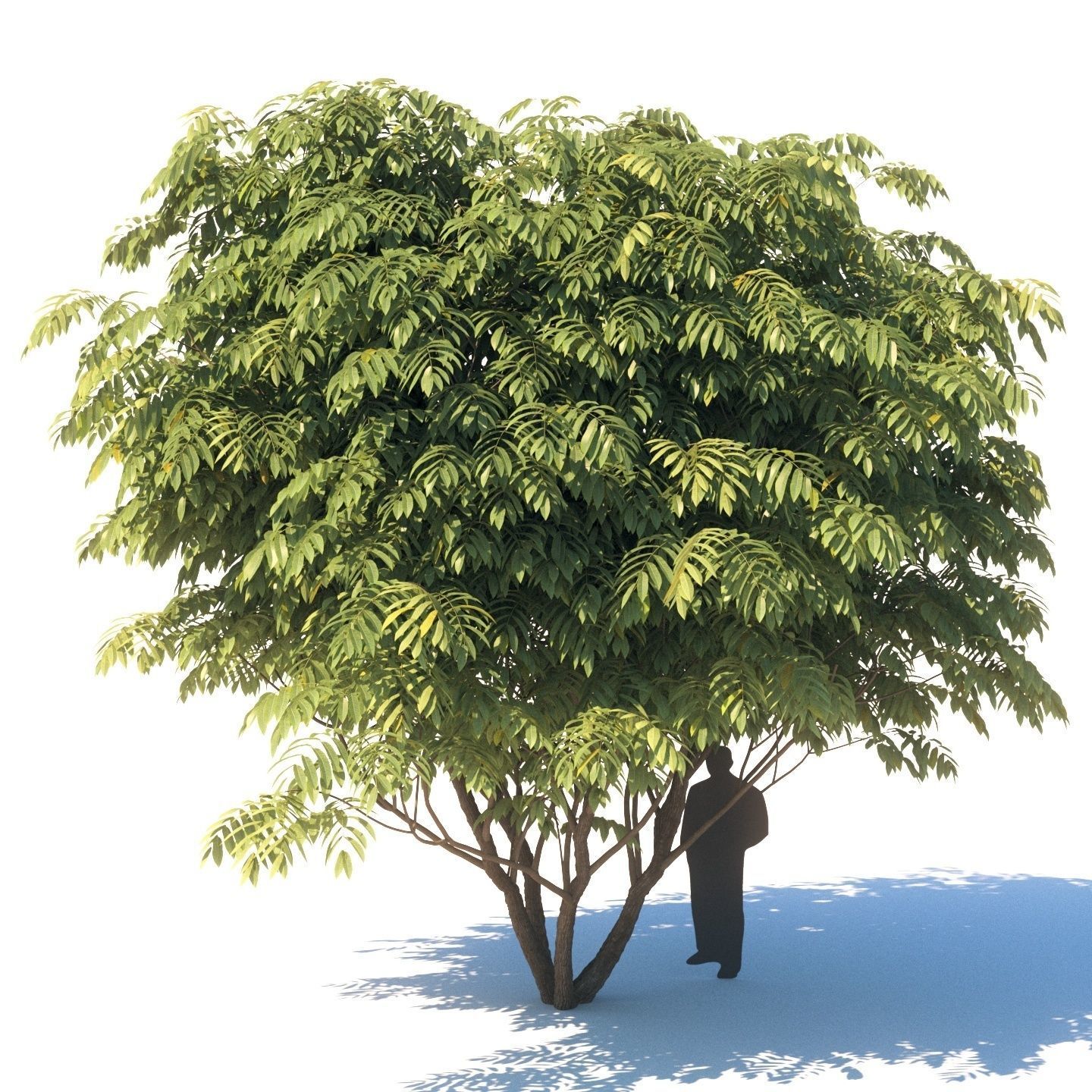 Manchurian walnut - Juglans mandshurica 7 meters
