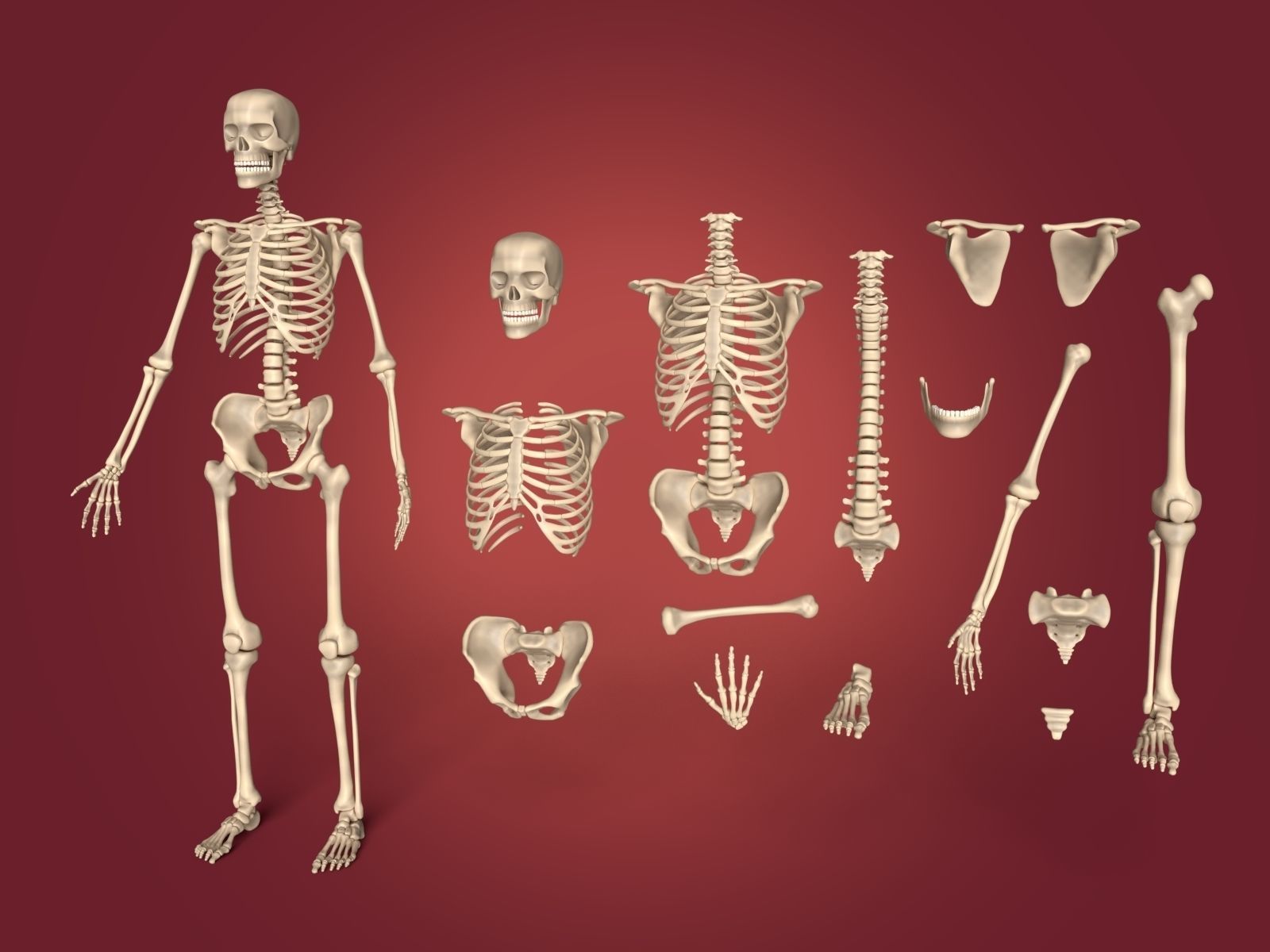 Human Skeleton