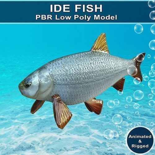3D model Ide Fish Animated Model VR / AR / low-poly | CGTrader