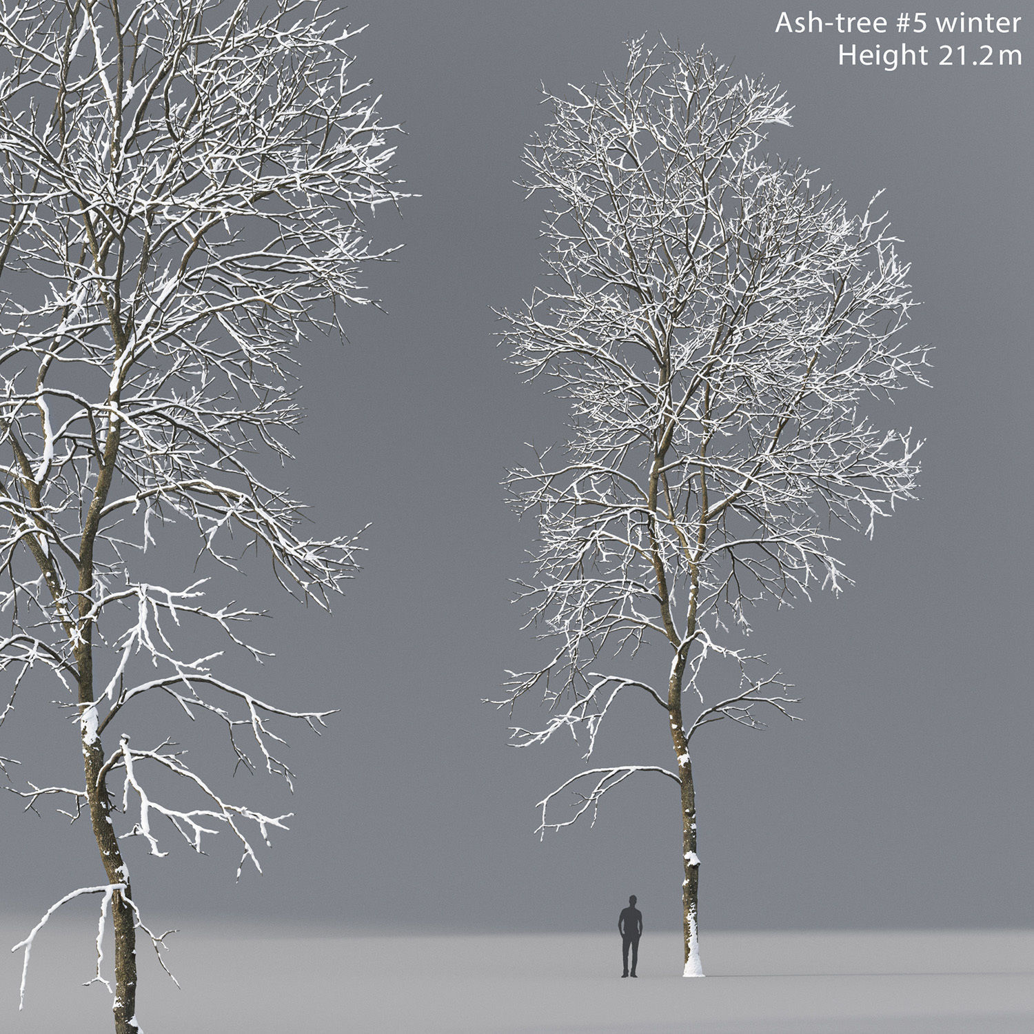 Ash-tree 05 winter H21m