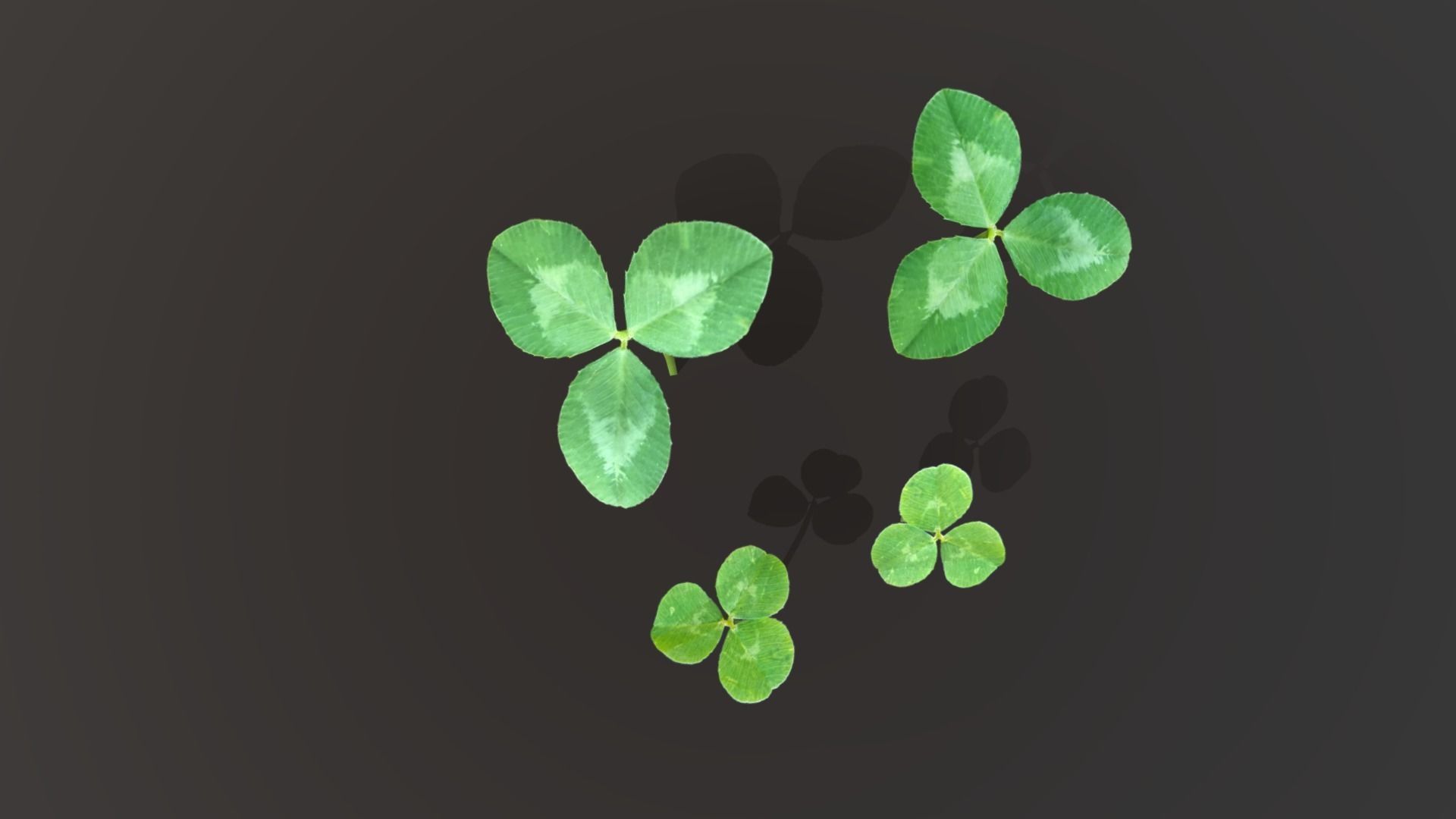 3D model Clovers four leaf VR / AR / lowpoly