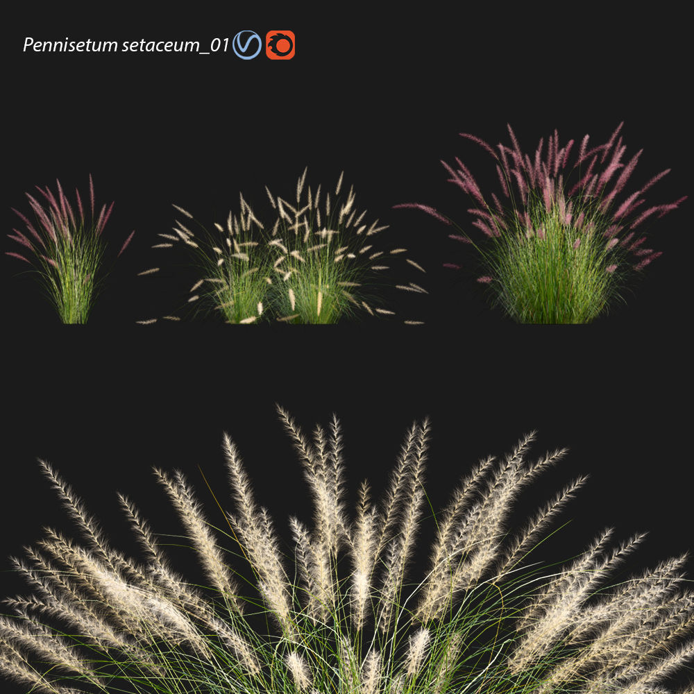 Setaceum Pennisetum setaceum 01 3D model | CGTrader