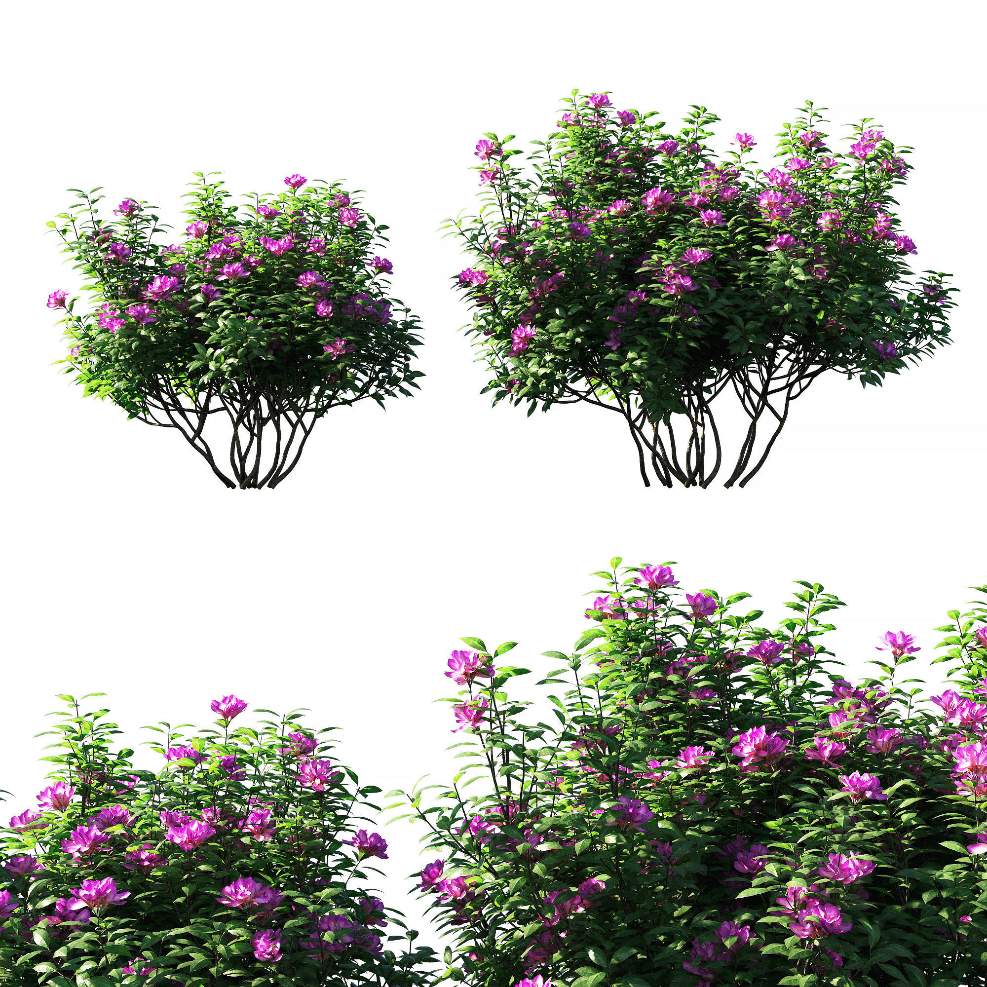 Кусты. Кустарник три буквы. Кустарники 3d модель. Куст 3д модель. Рододендрон модель.