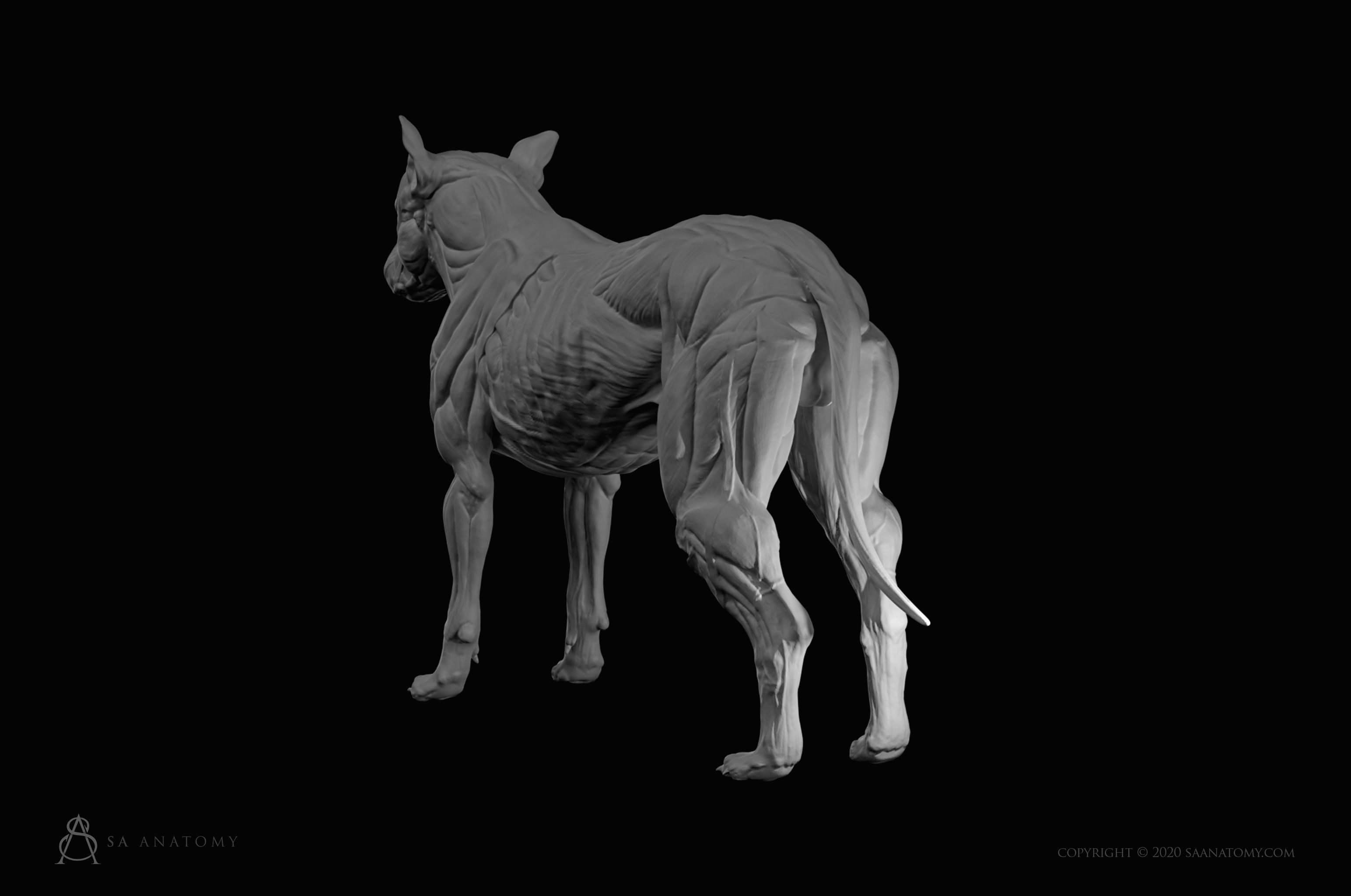DogCanine Anatomy 3D model 3D printable CGTrader