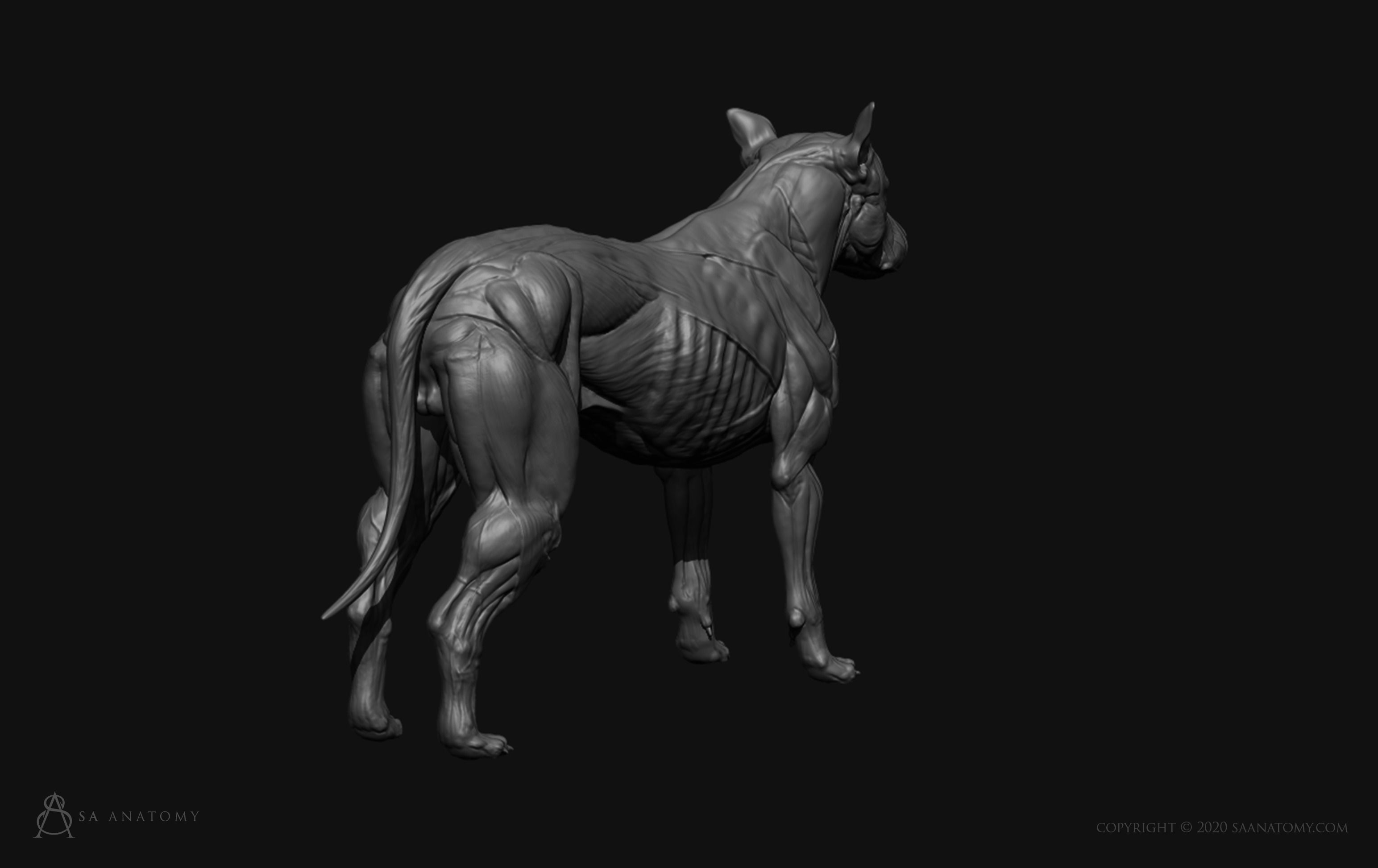 DogCanine Anatomy 3D model 3D printable CGTrader