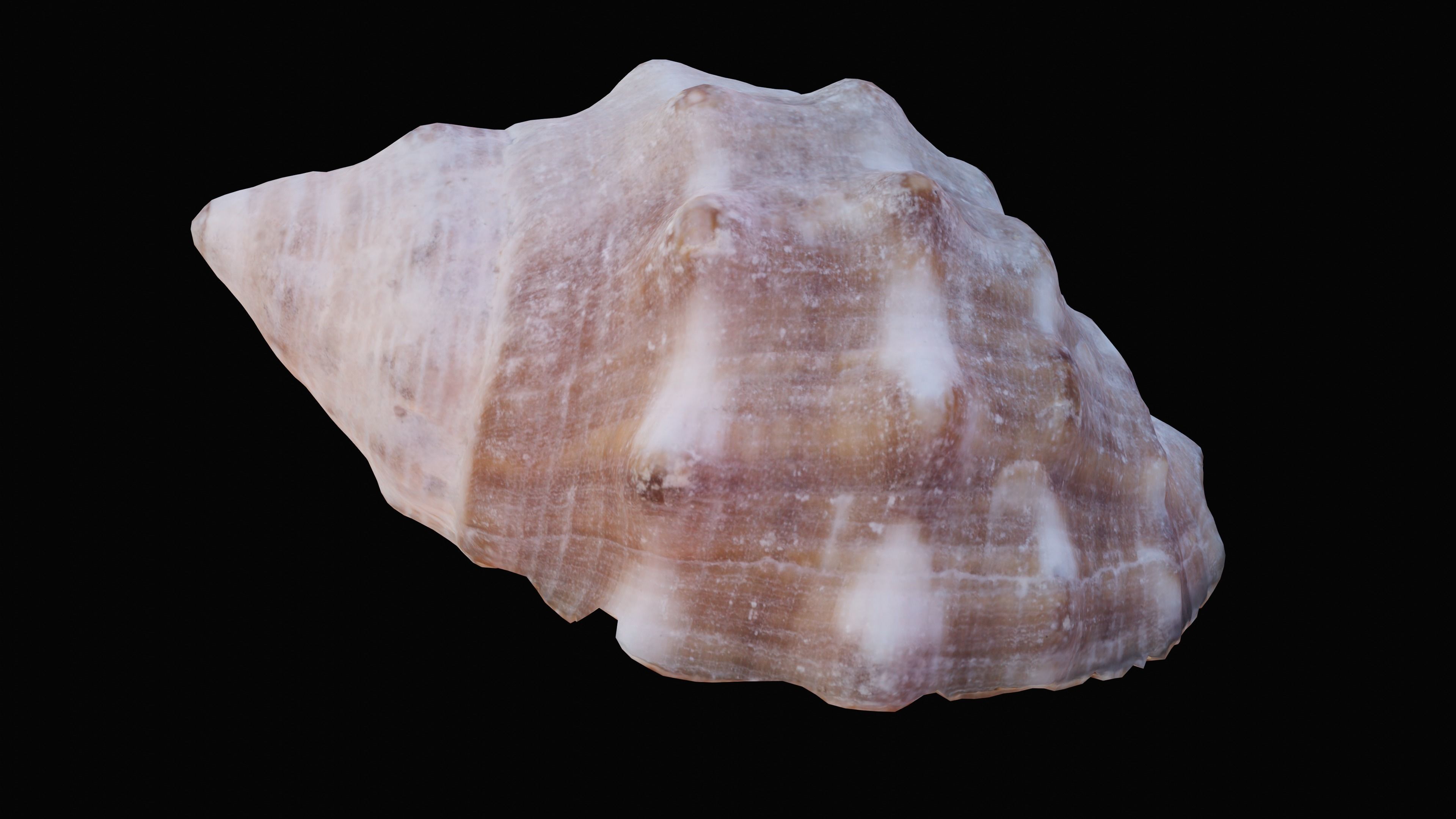Small Red Mouthed Rock Shell