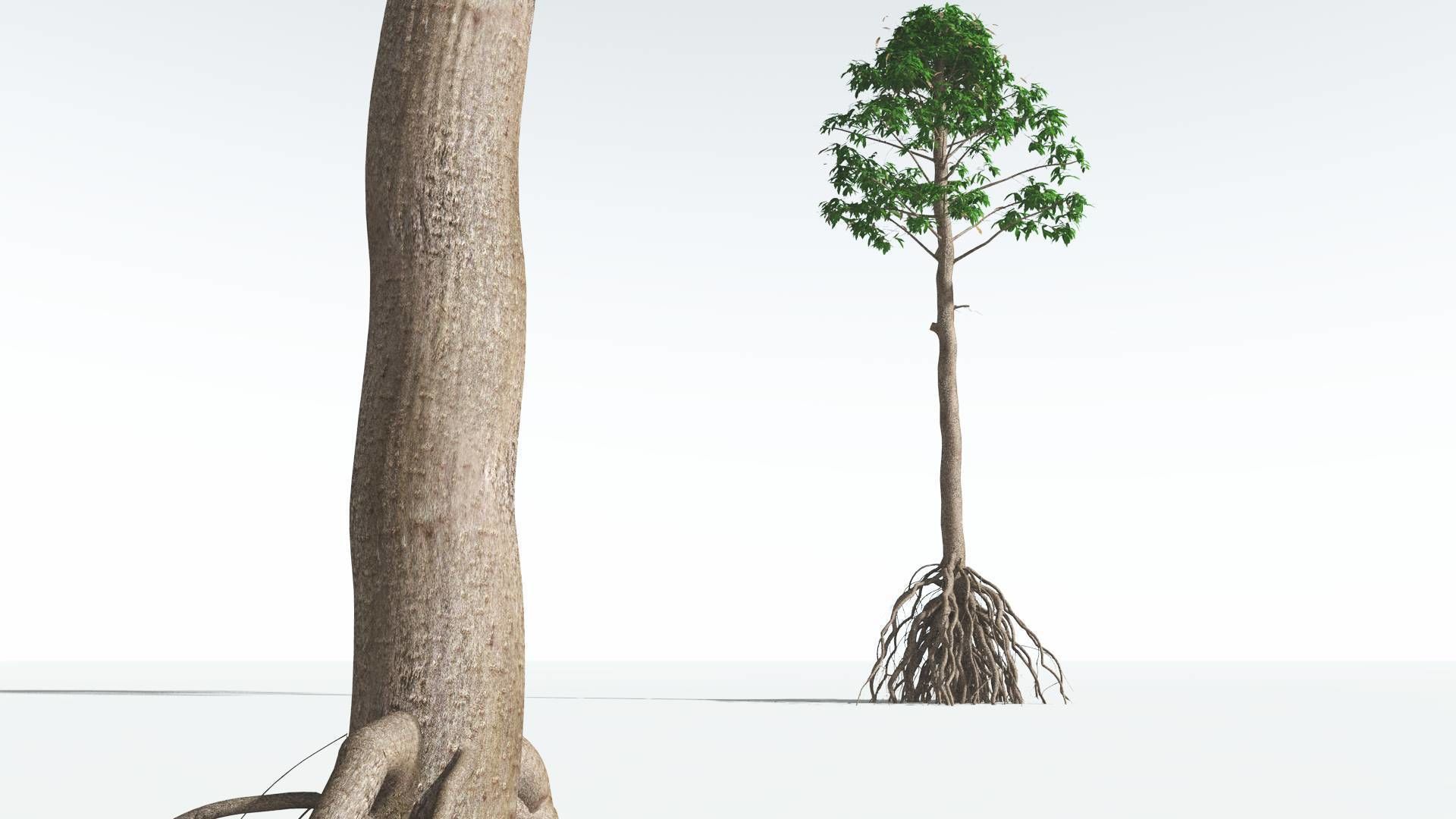 EVERYPlant Common Cordaites 10 --15 Models--