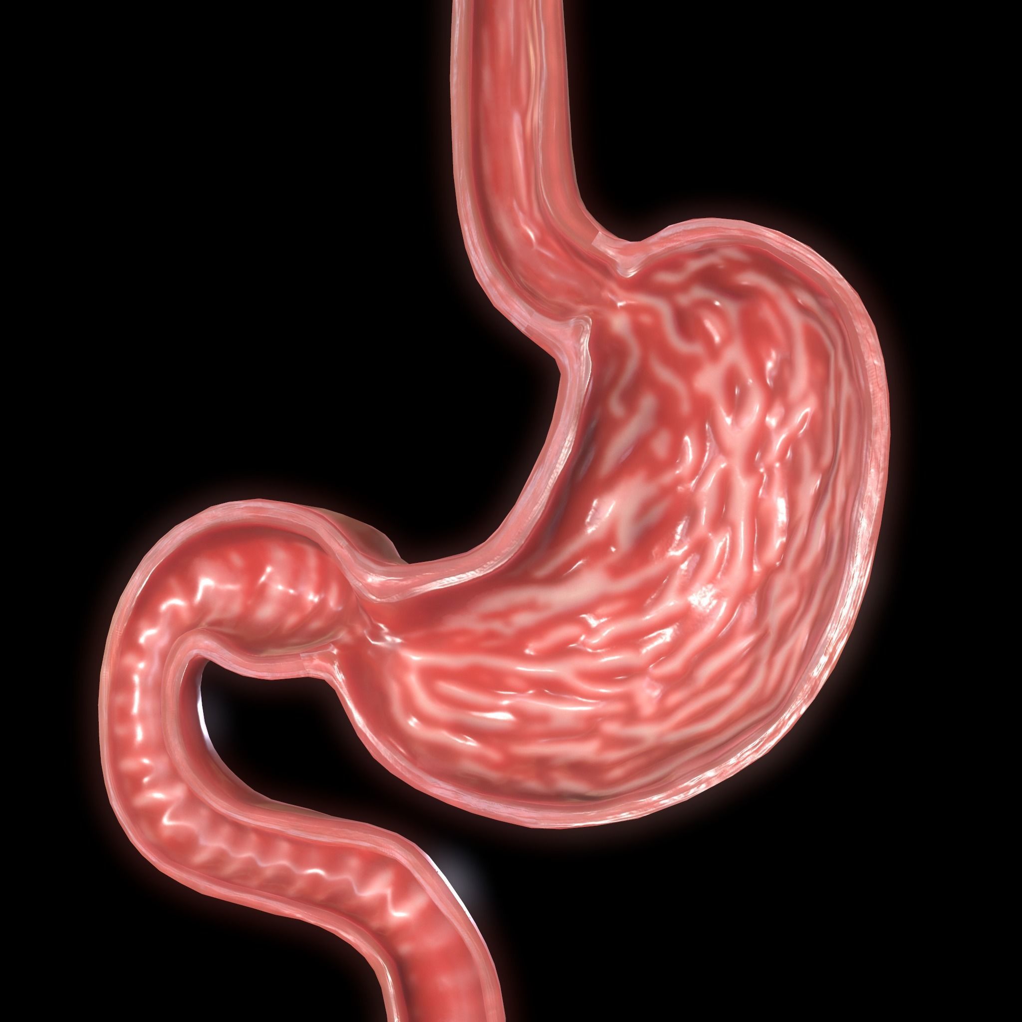 Stomach cross sectional anatomy