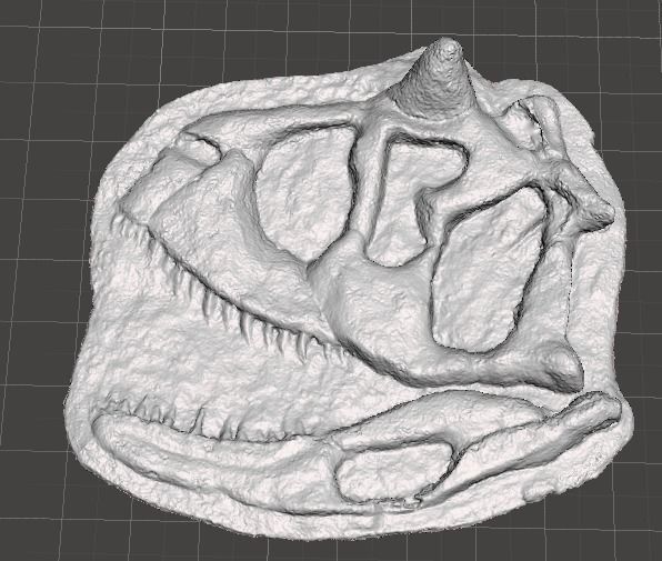 carnotaurus skull