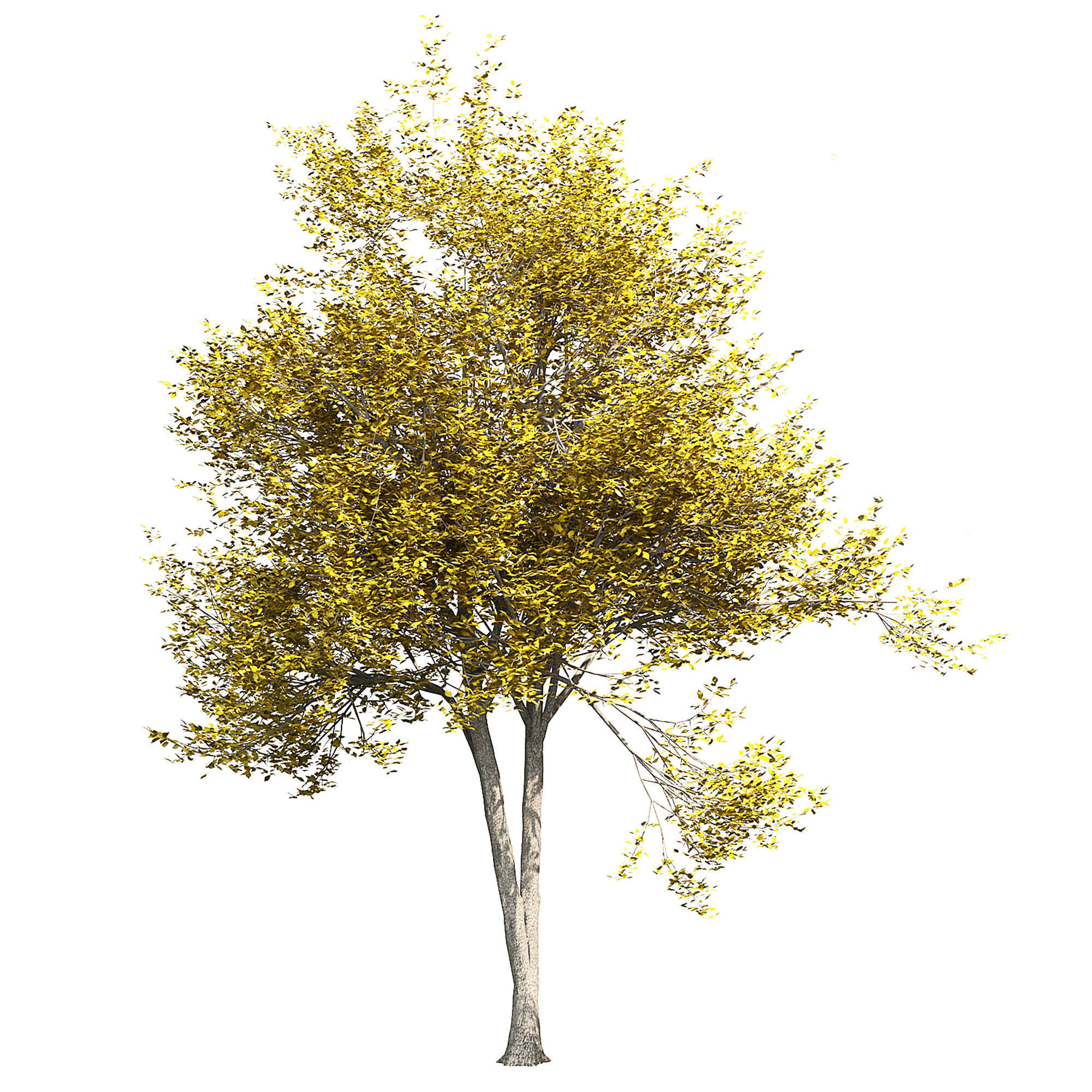 Ash-tree 2