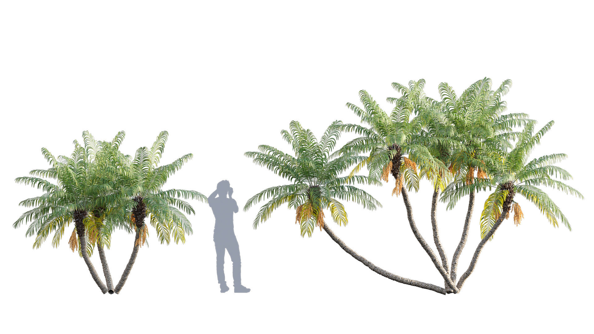 Phoenix roebelenii - Pygmy Date Palm - 02