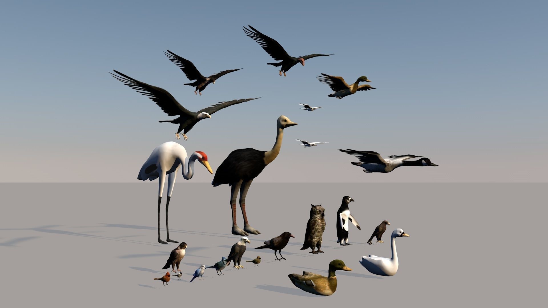 Game ready Low Poly bird collection