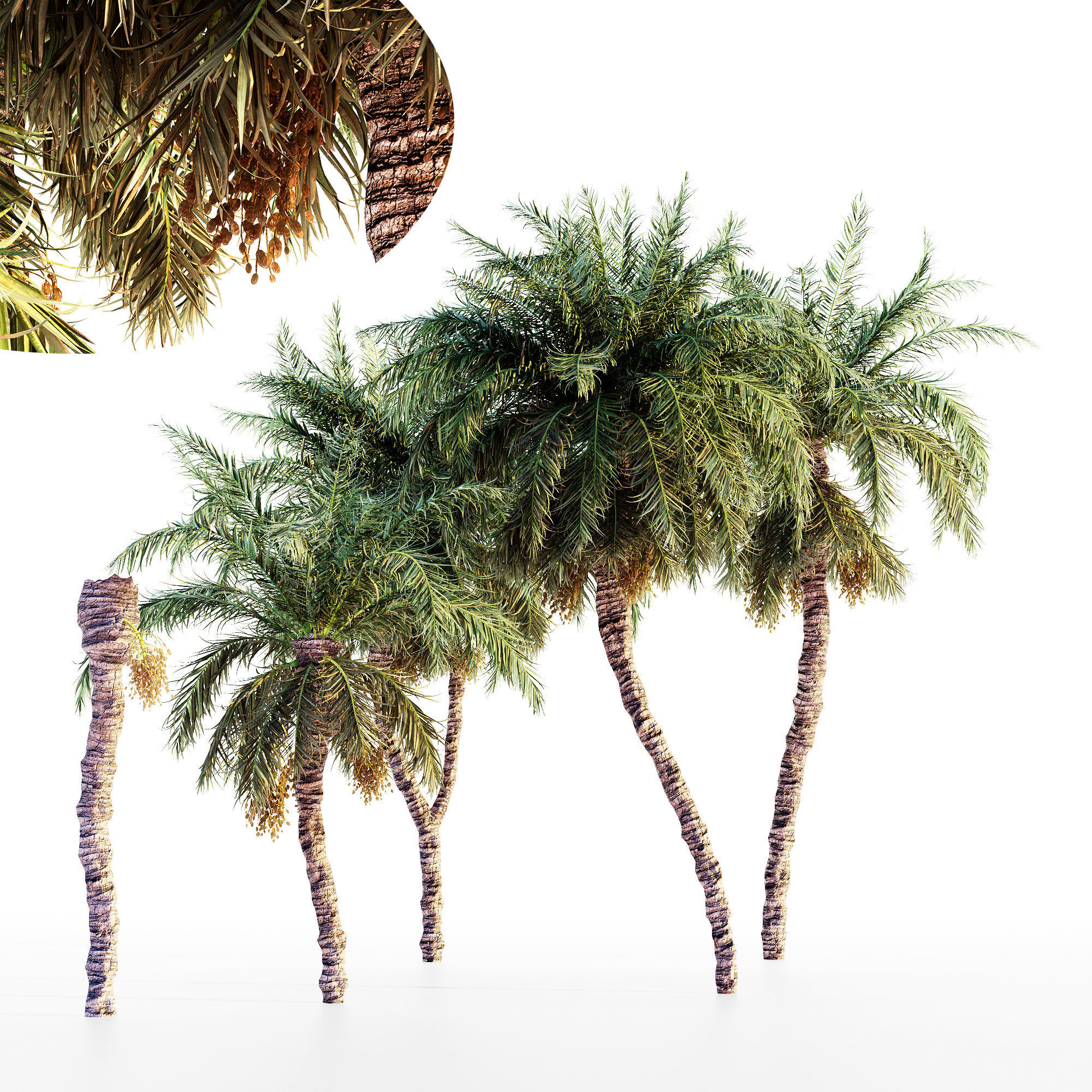 Date palm collection 5 trees in the scene